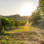 5 best vineyards & wineries to visit in Italy