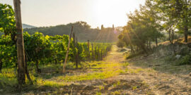 5 best vineyards & wineries to visit in Italy