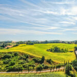 Top Beautiful Vineyards and Wineries to visit in Tuscany